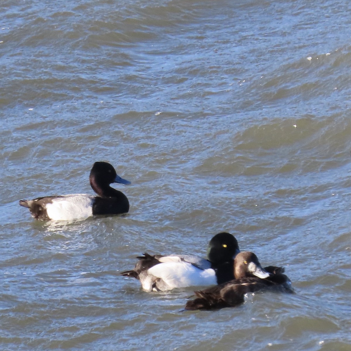 Lesser Scaup - ML614887446