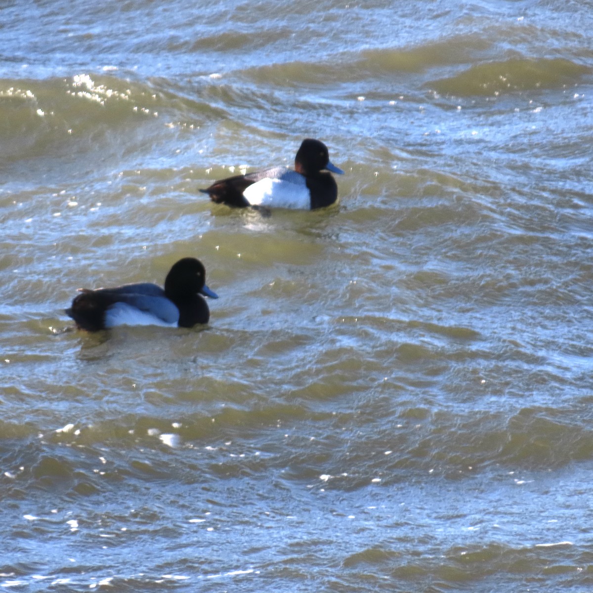 Lesser Scaup - ML614887452