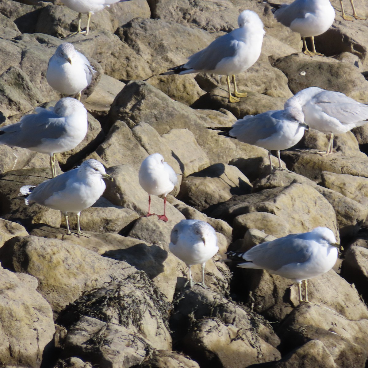 Black-headed Gull - ML614887479