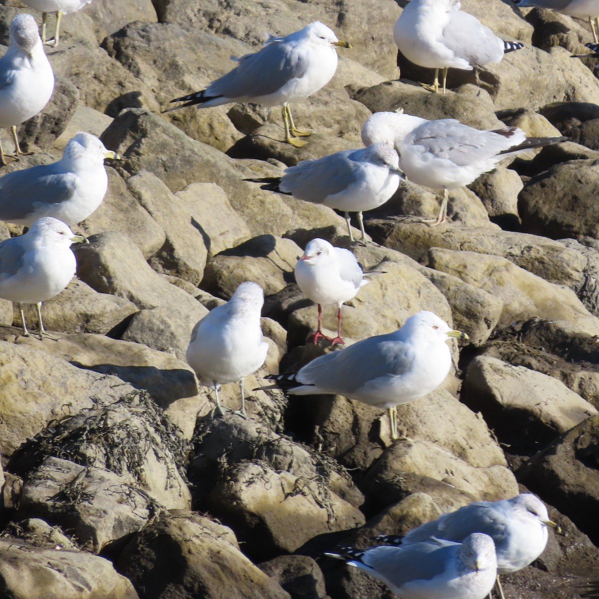 Mouette rieuse - ML614887482