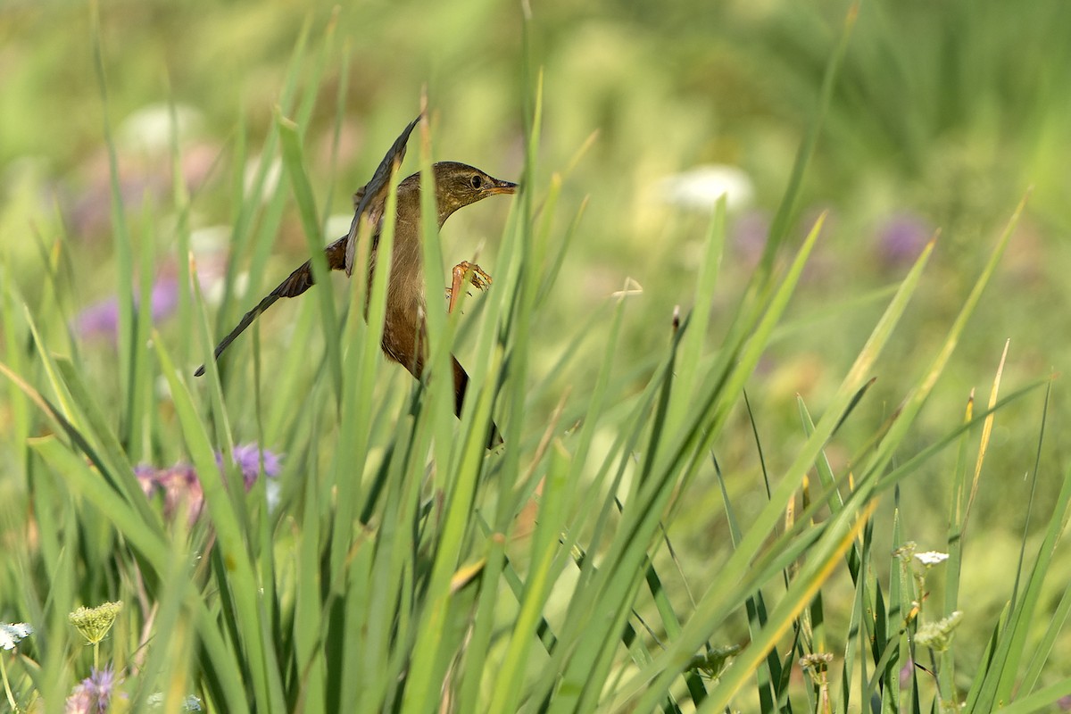 Gray's Grasshopper Warbler - Daniel López-Velasco | Ornis Birding Expeditions