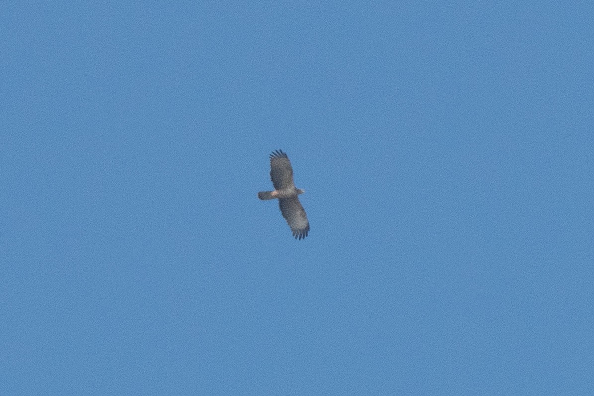 Oriental Honey-buzzard - ML614887515