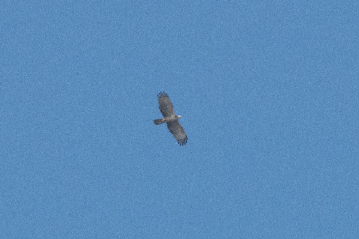 Oriental Honey-buzzard - ML614887517