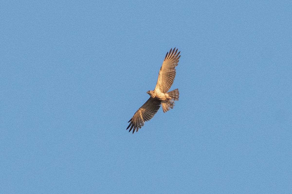 Short-toed Snake-Eagle - ML614887543