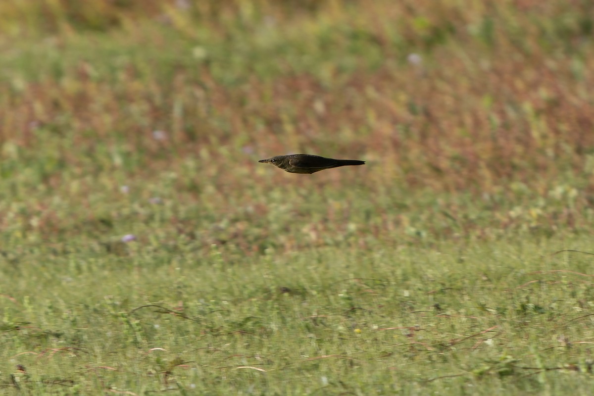 Gray's Grasshopper Warbler - Daniel López-Velasco | Ornis Birding Expeditions