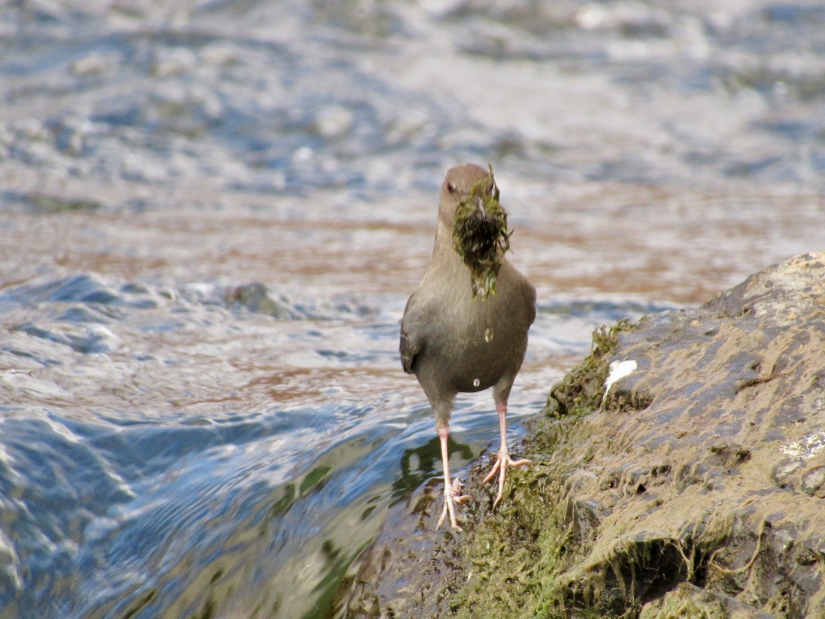 American Dipper - ML614887623