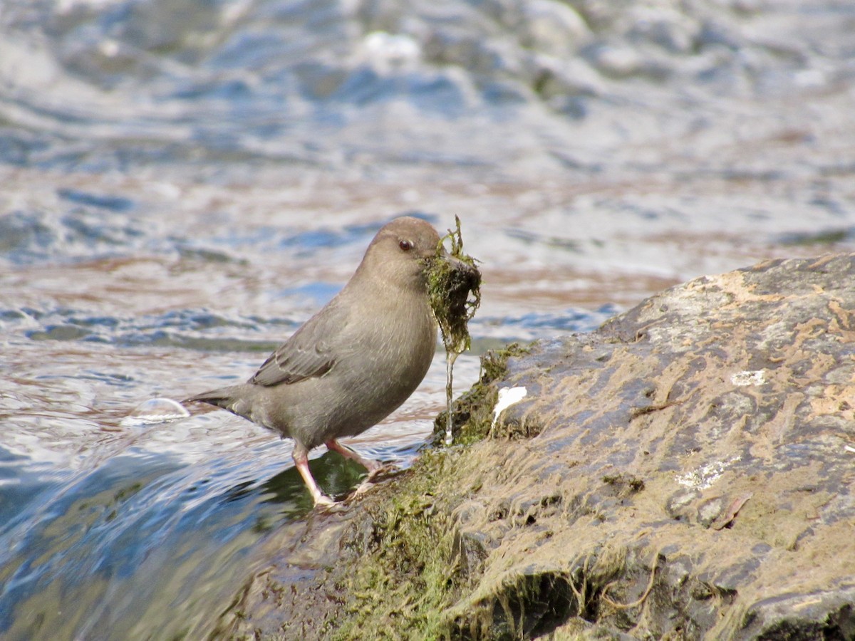 American Dipper - ML614887624