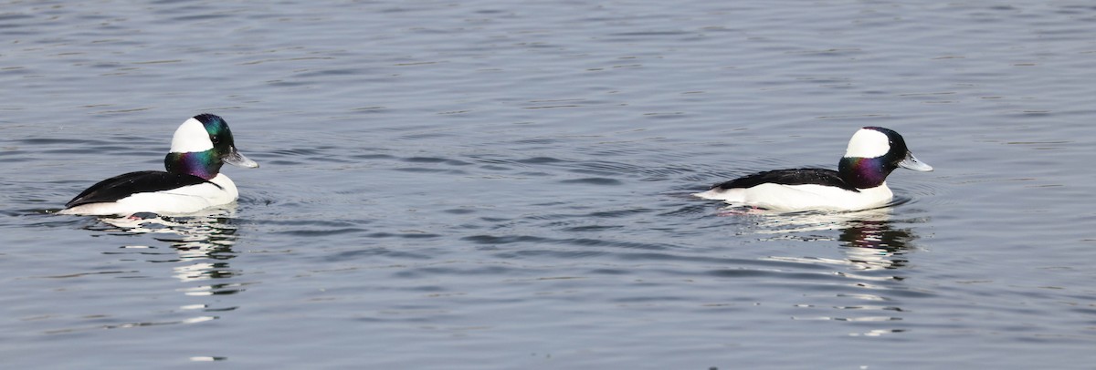 Bufflehead - ML614887645