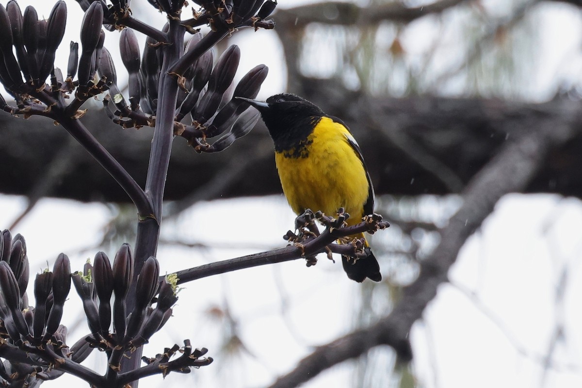 Oriole jaune-verdâtre - ML614887664