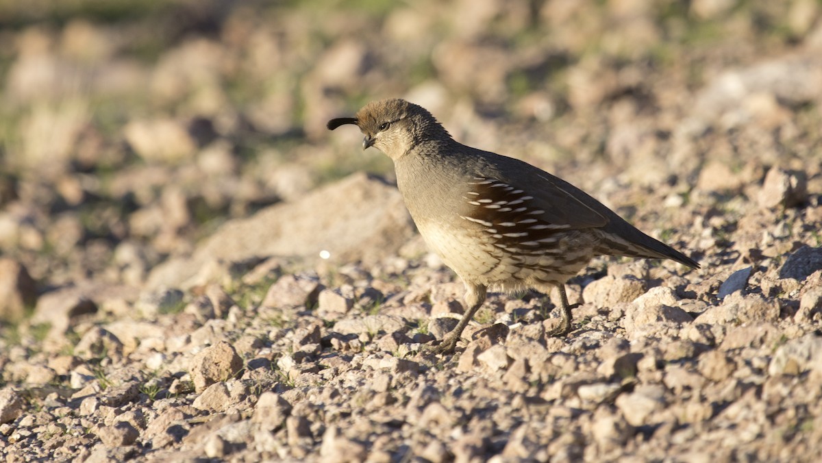 Gambel's Quail - ML614887750