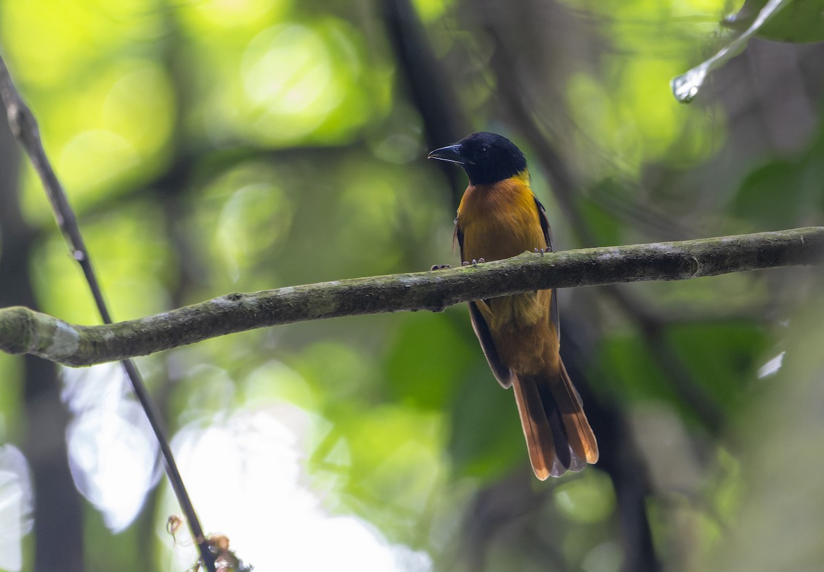 Fulvous Shrike-Tanager - David F. Belmonte