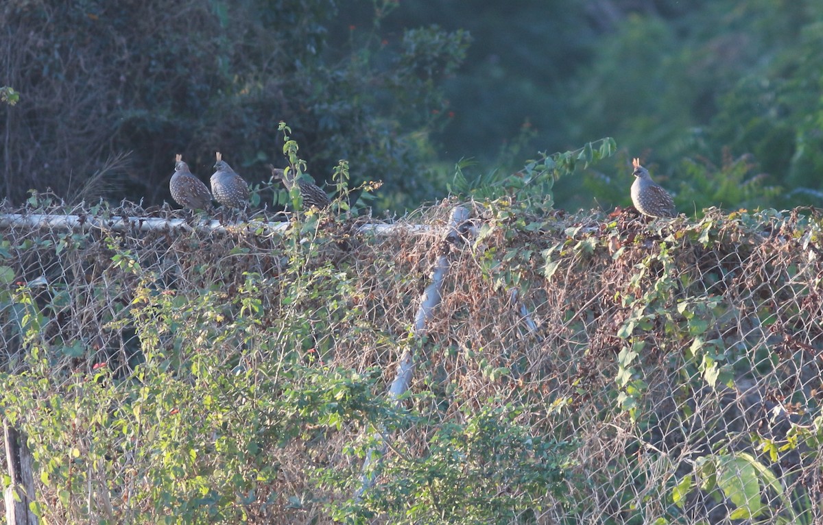 Elegant Quail - ML614887821