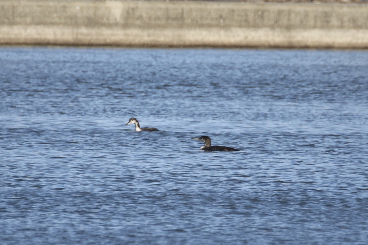 Plongeon huard - ML614887839