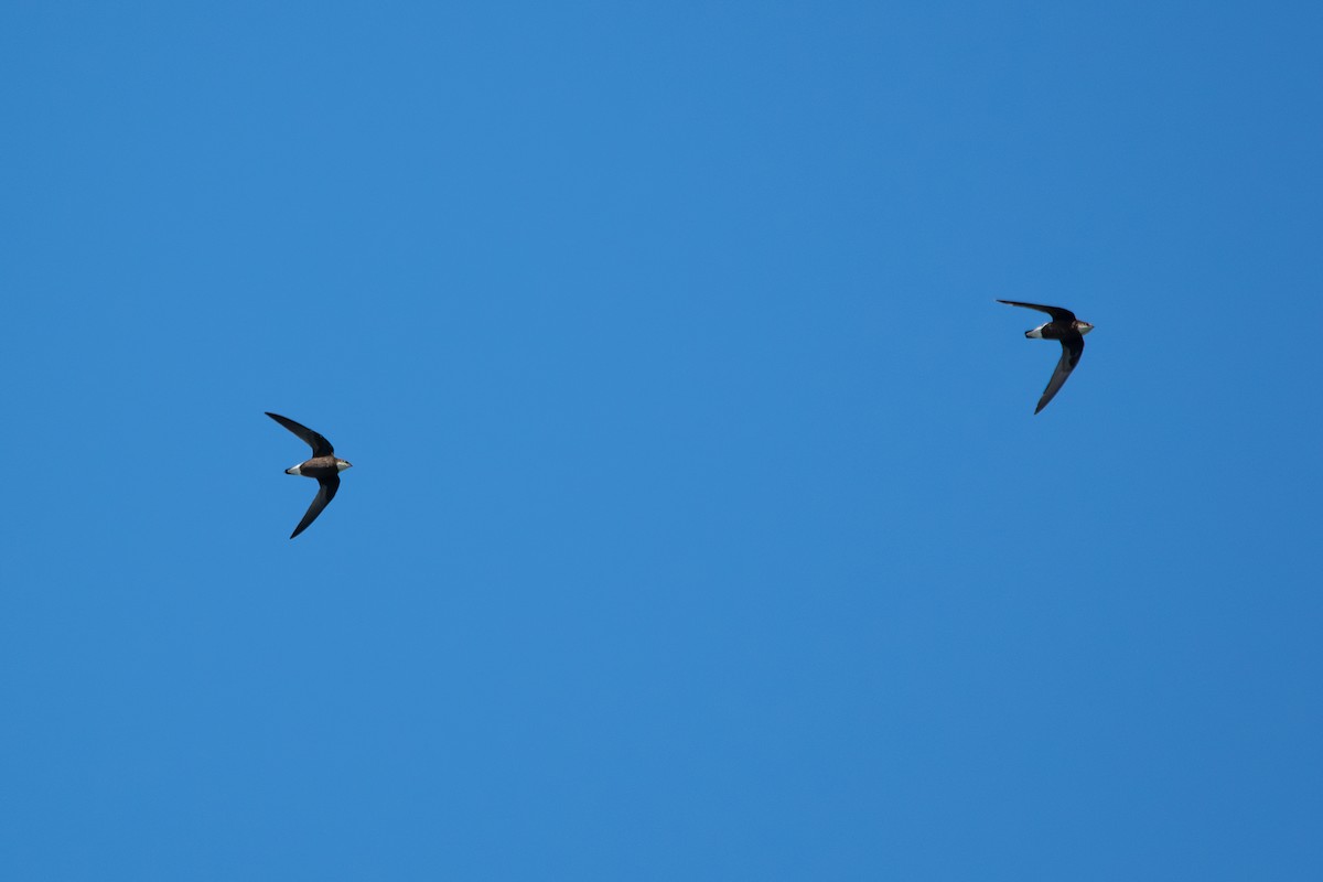 White-throated Needletail (Himalayan) - ML614887842