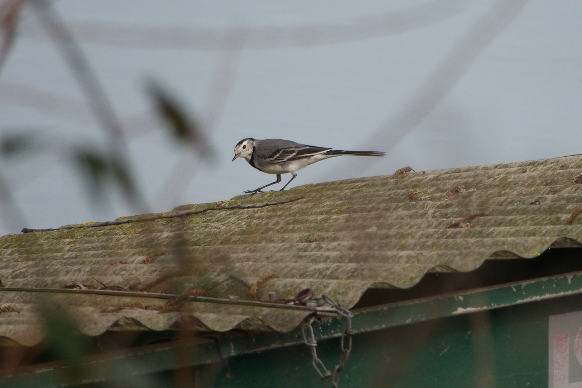 White Wagtail - ML614887850