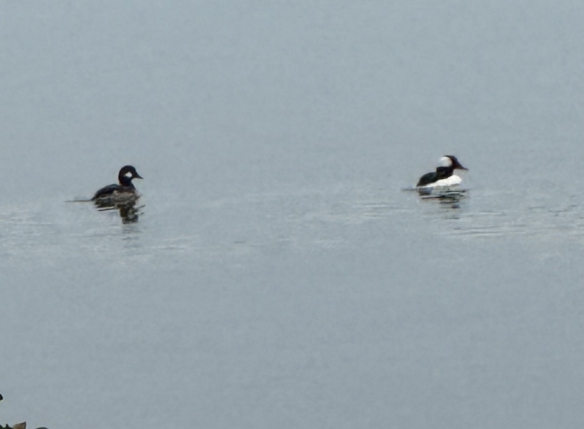 Bufflehead - ML614887901