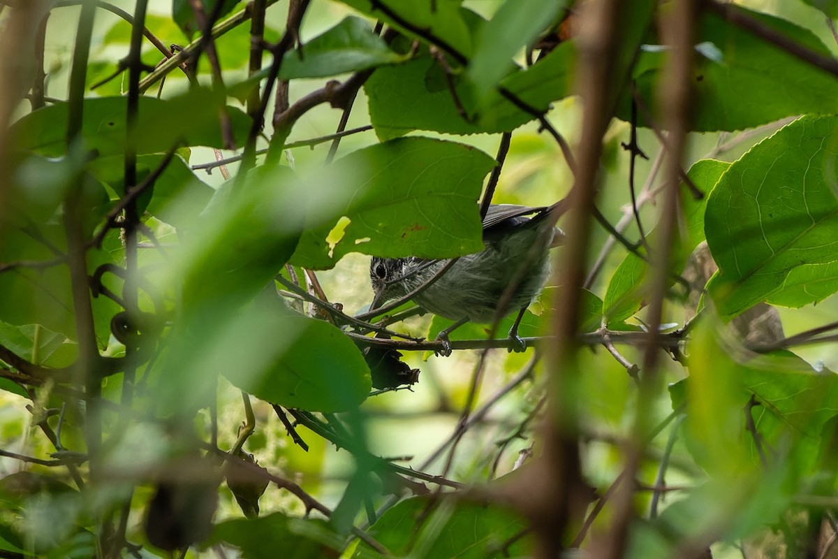 Elfin-woods Warbler - ML614887917