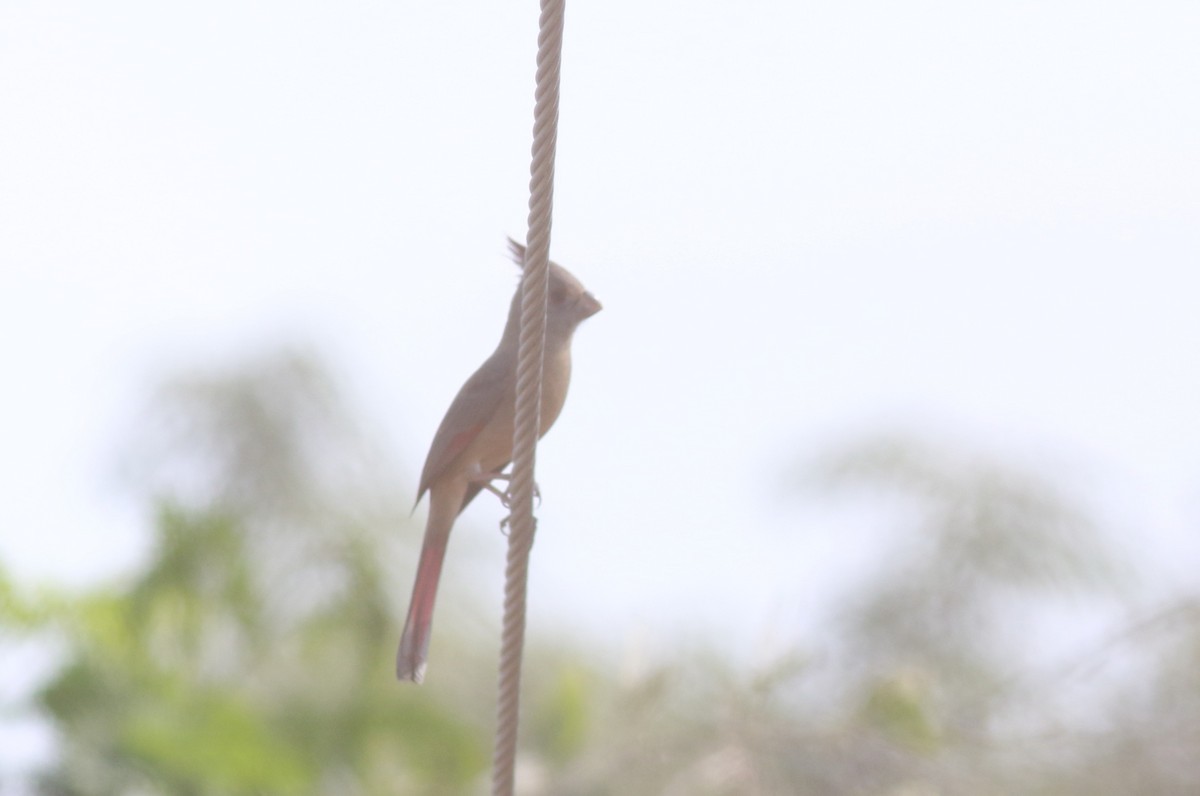 Pyrrhuloxia - ML614887919