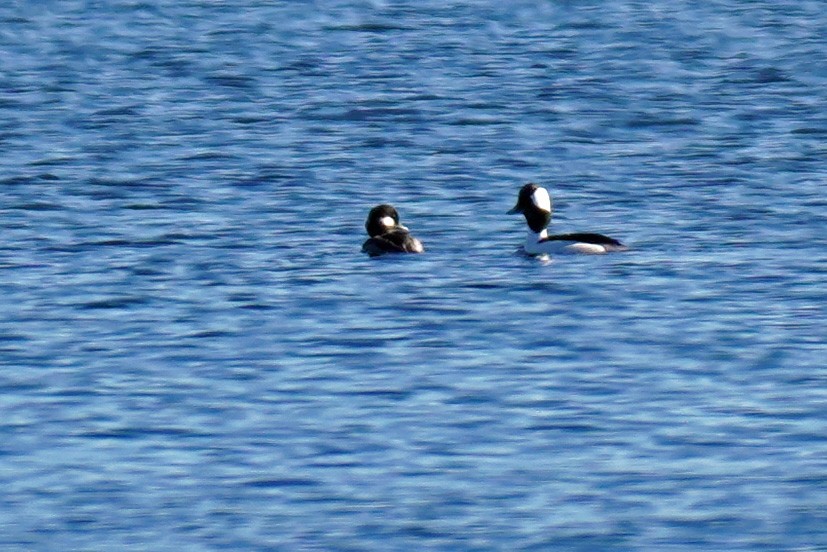 Bufflehead - ML614887945