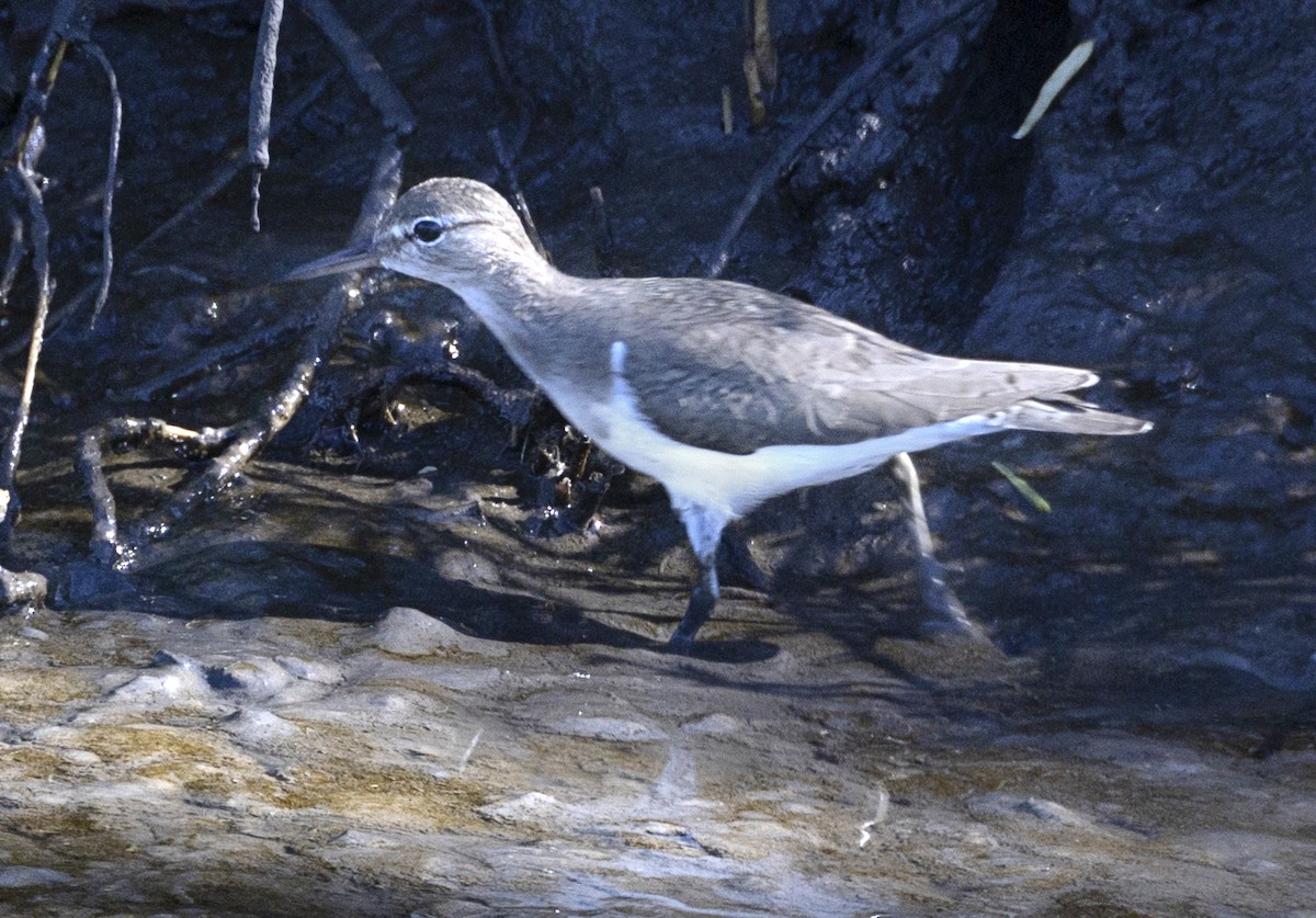 Spotted Sandpiper - ML614887950