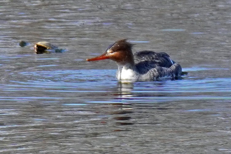 Common Merganser - ML614887953