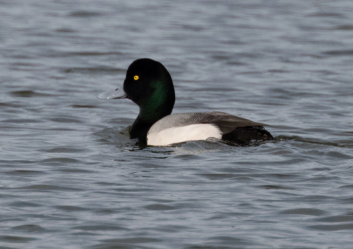 Greater Scaup - ML614887986