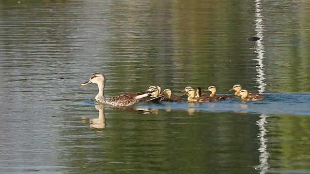 Canard à bec tacheté - ML614888006