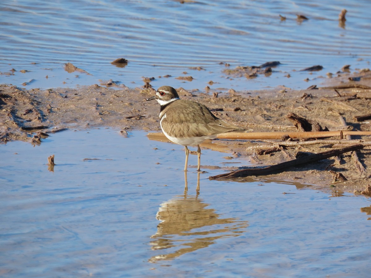 Killdeer - ML614888009