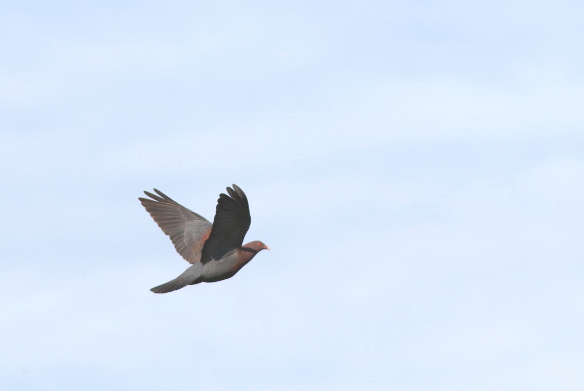 Red-billed Pigeon - ML614888032