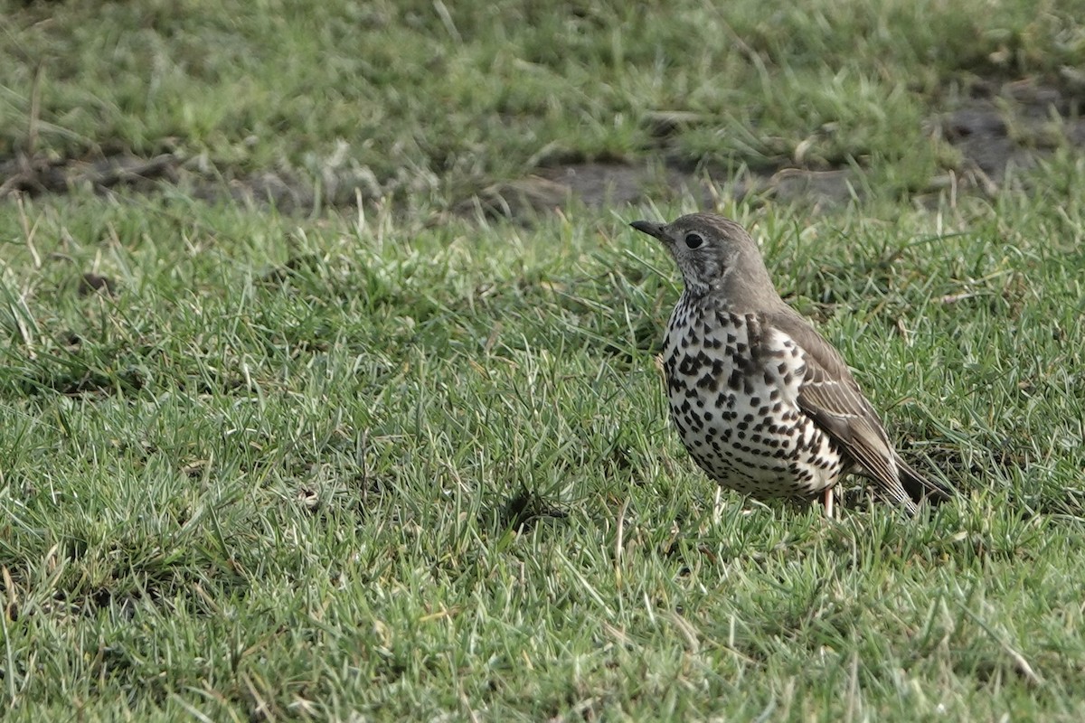 Mistle Thrush - David Oulsnam