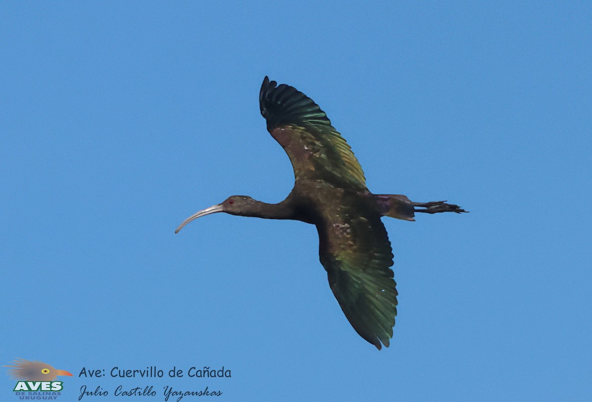 ibis americký - ML614888078