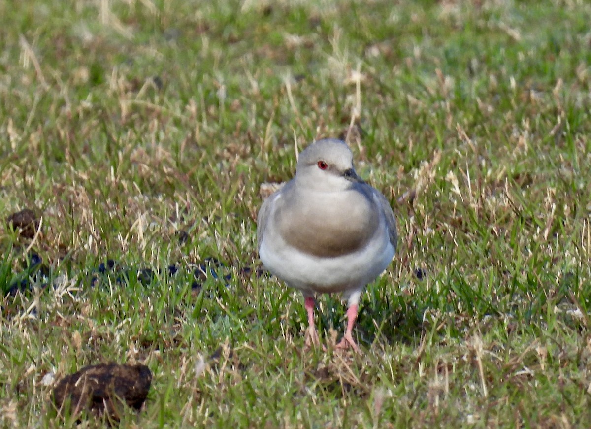 Magellanregenpfeifer - ML614888084