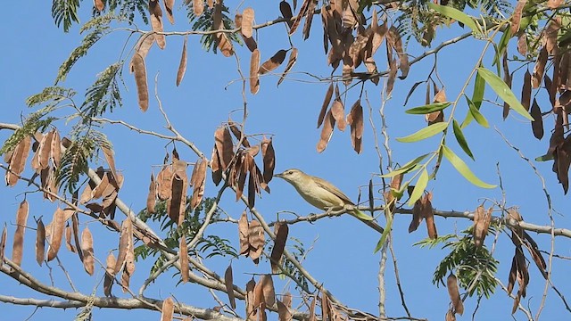 קנית אפריקנית - ML614888103