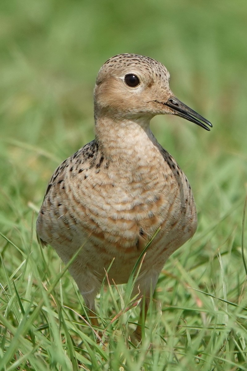 Buff-breasted Sandpiper - Julien Piolain