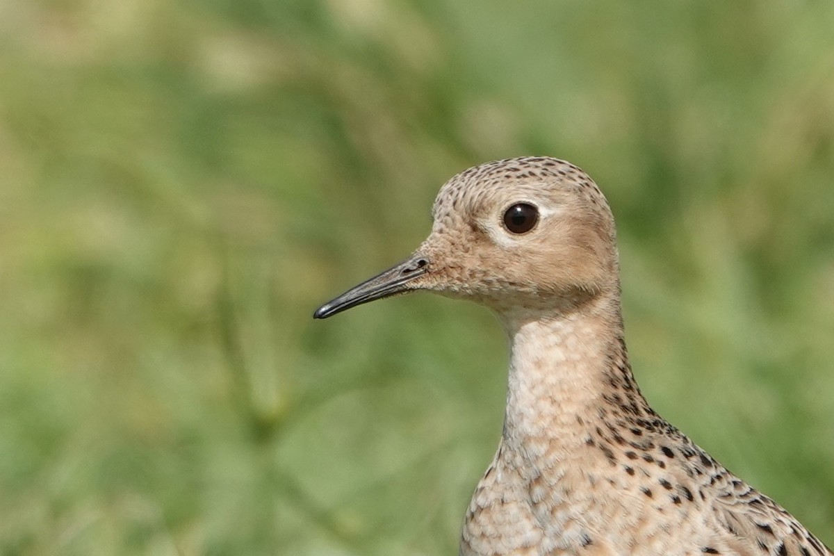 Buff-breasted Sandpiper - Julien Piolain