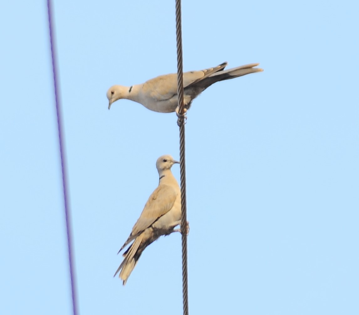 Eurasian Collared-Dove - ML614888188