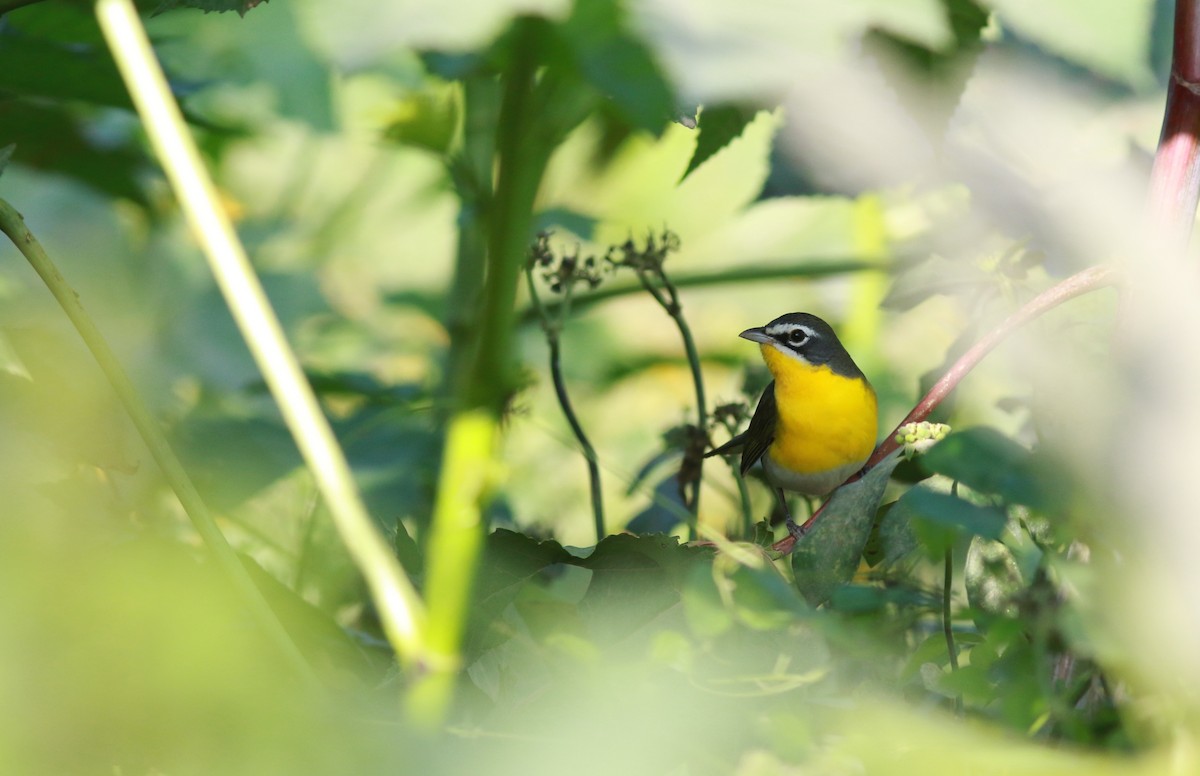 Yellow-breasted Chat - Mark Patry