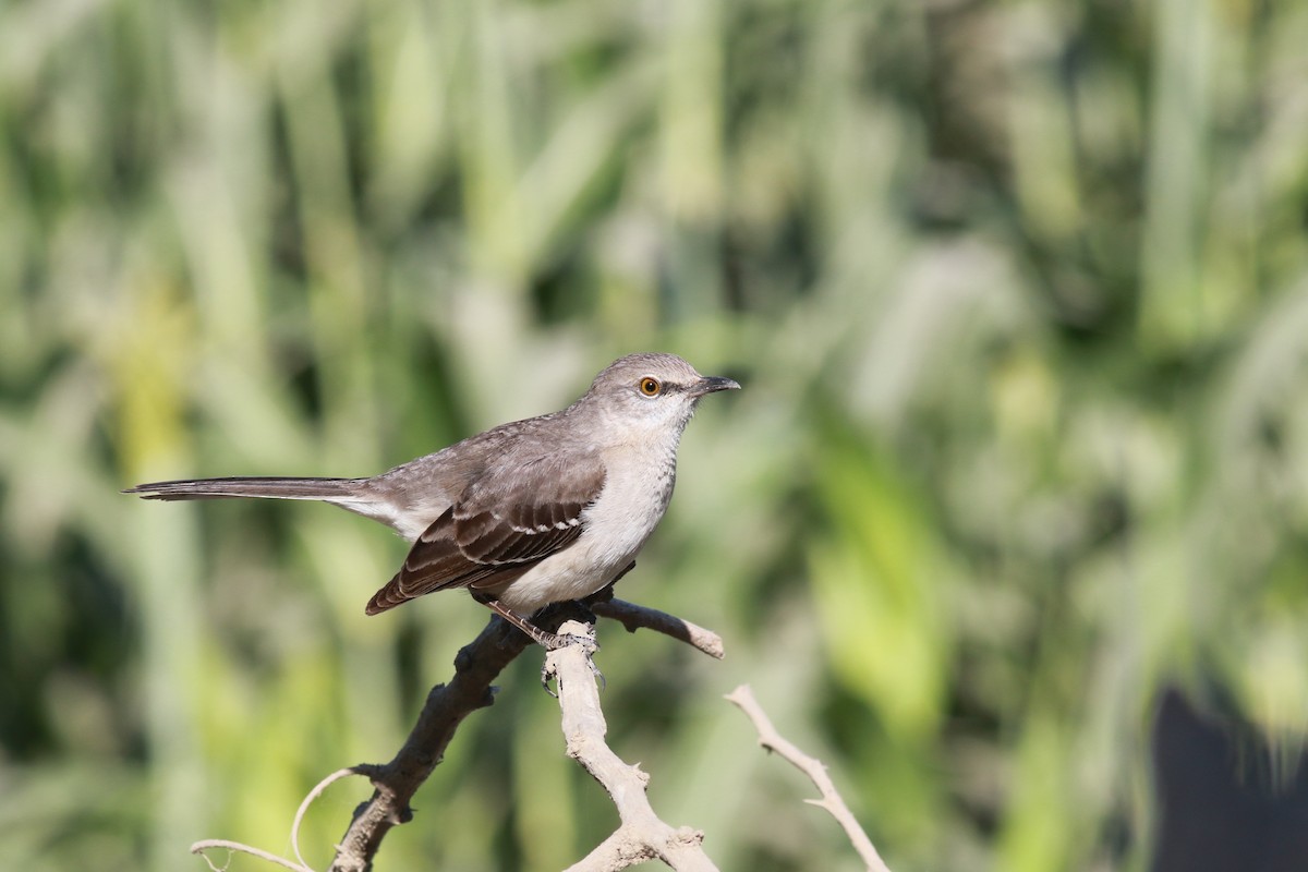 Northern Mockingbird - ML614888238