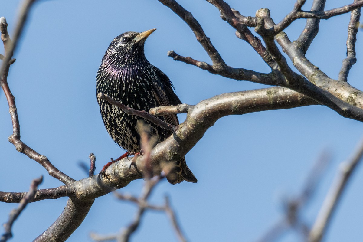 European Starling - ML614888246