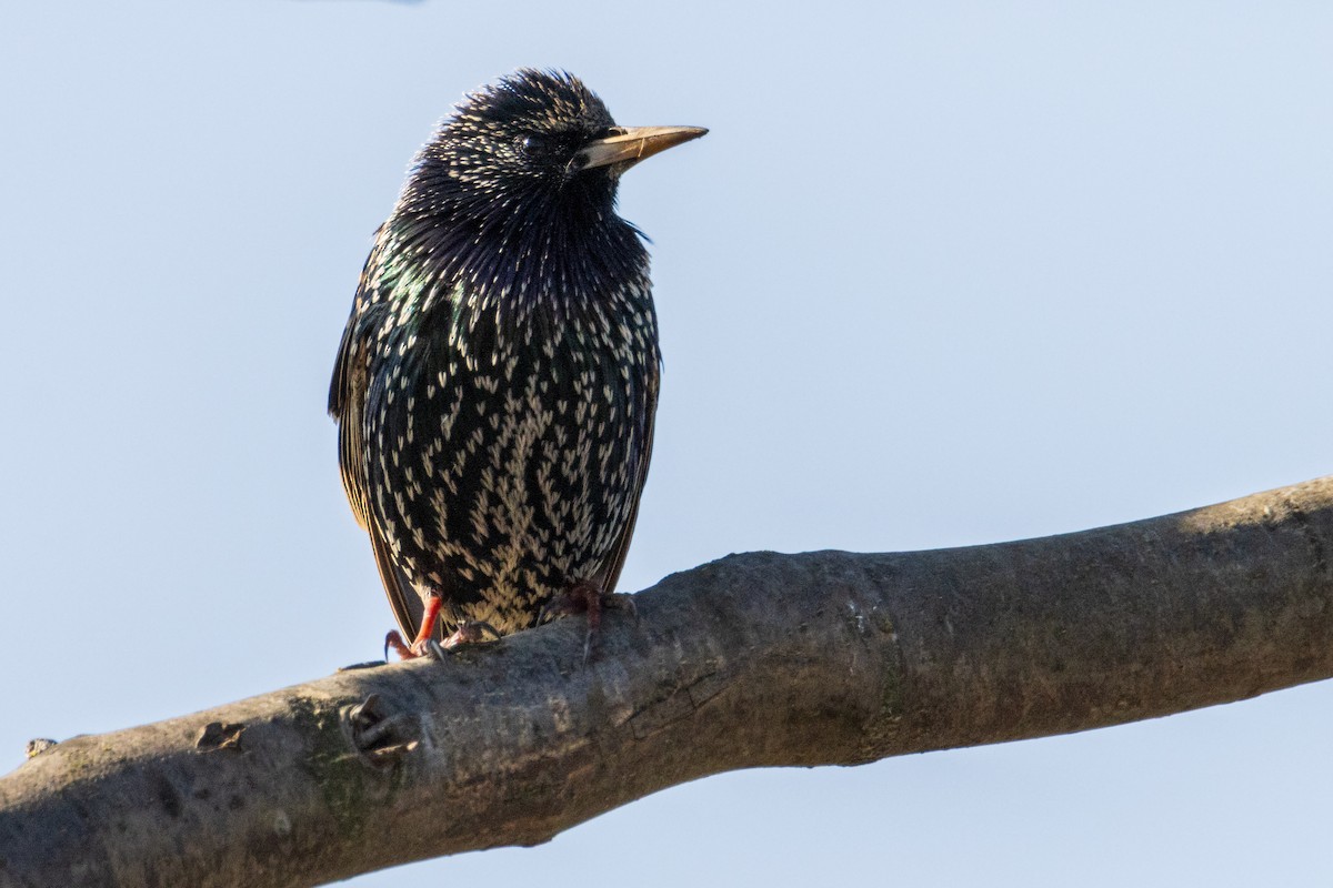 European Starling - ML614888247