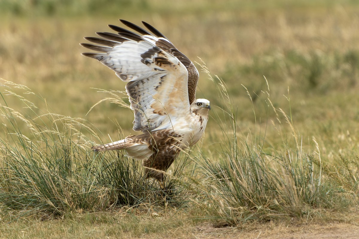Upland Buzzard - ML614888289