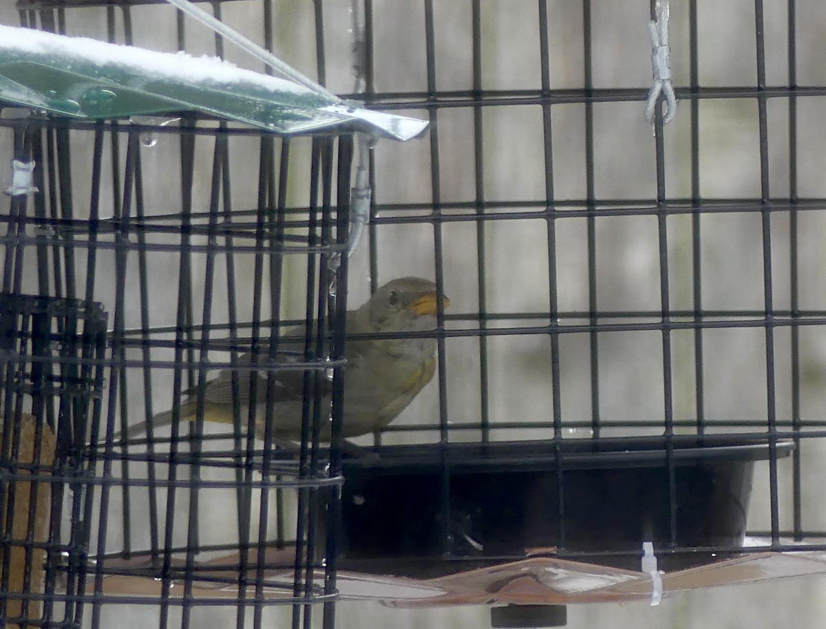 Western Tanager - ML614888296