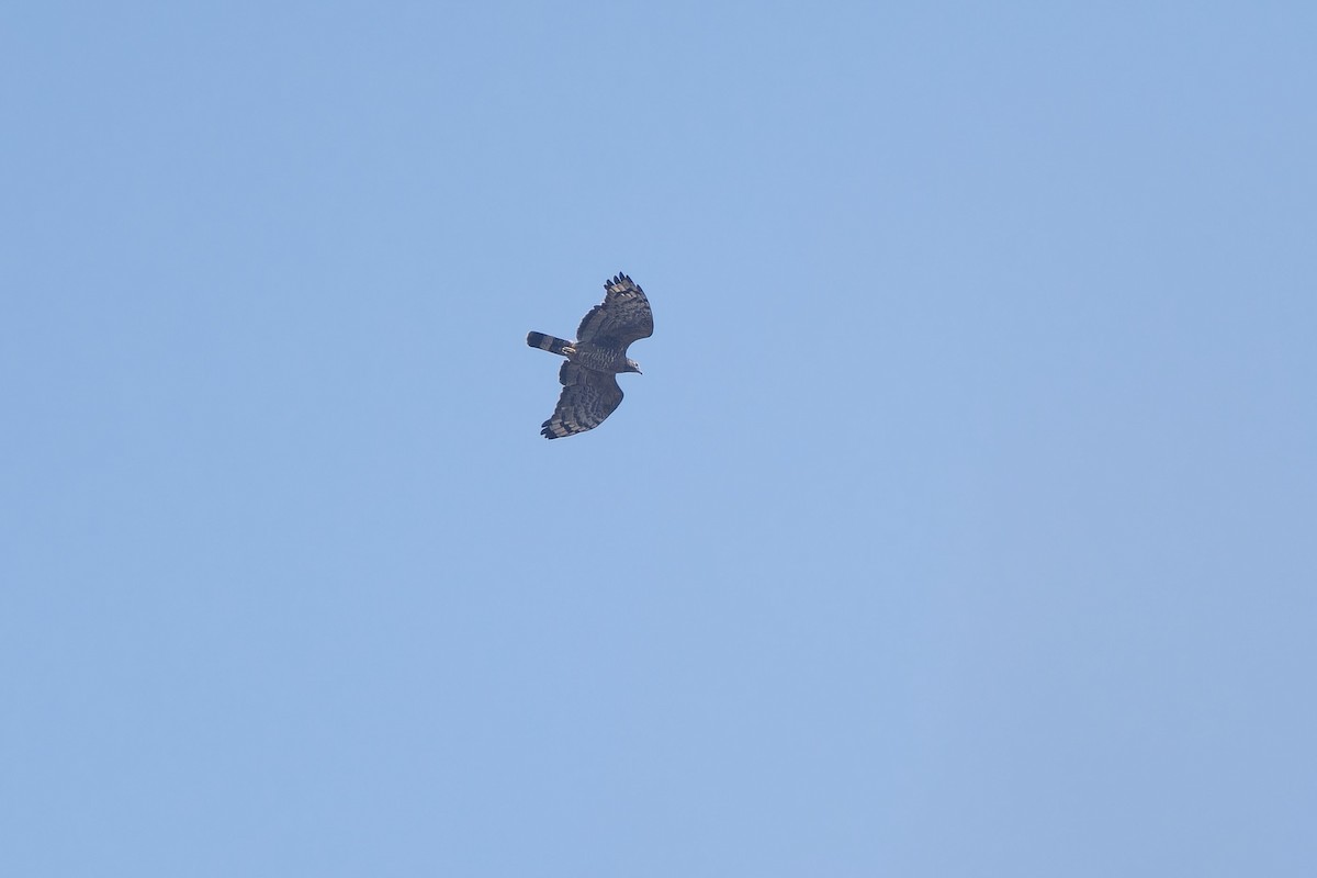 Oriental Honey-buzzard - ML614888313