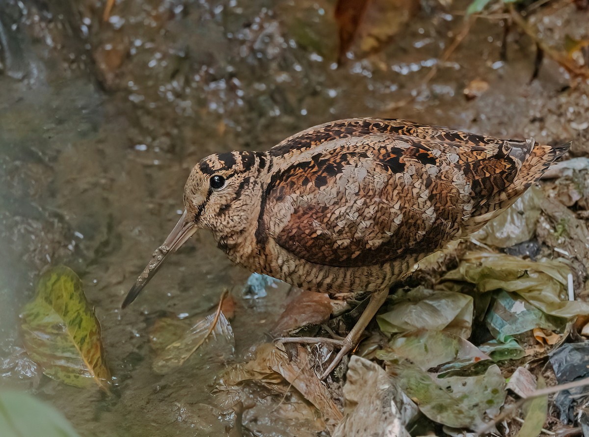 Eurasian Woodcock - ML614888323