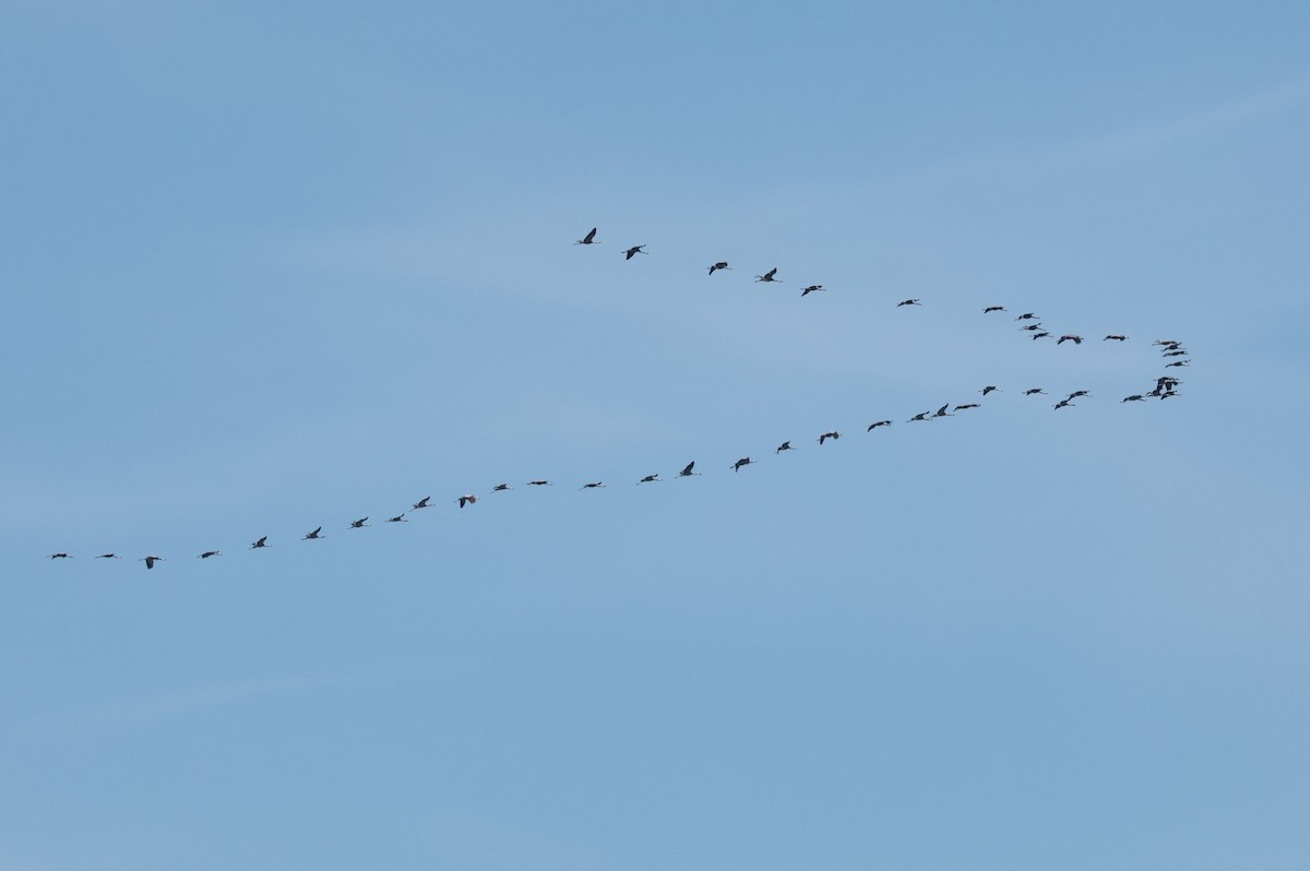 Common Crane - Ottavio Janni