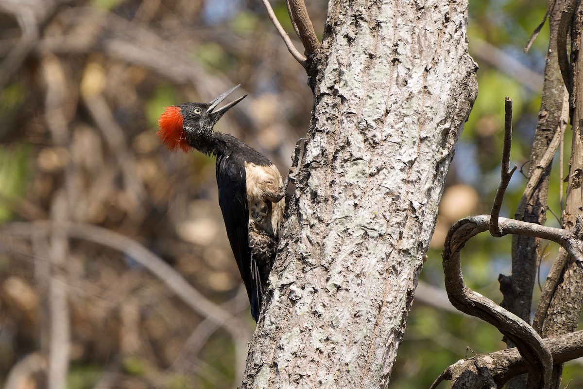 White-bellied Woodpecker - Sam Hambly