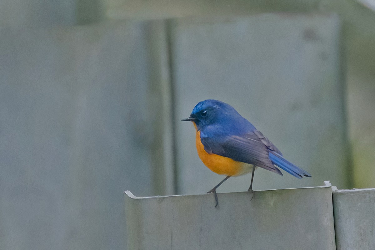 Rufous-breasted Bush-Robin - ML614888366