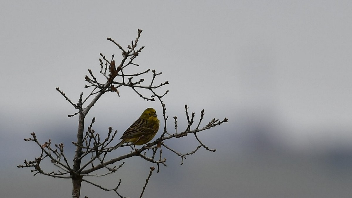 Yellowhammer - ML614888375