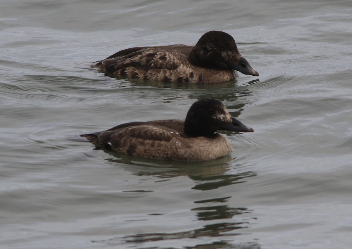 White-winged Scoter - ML614888399