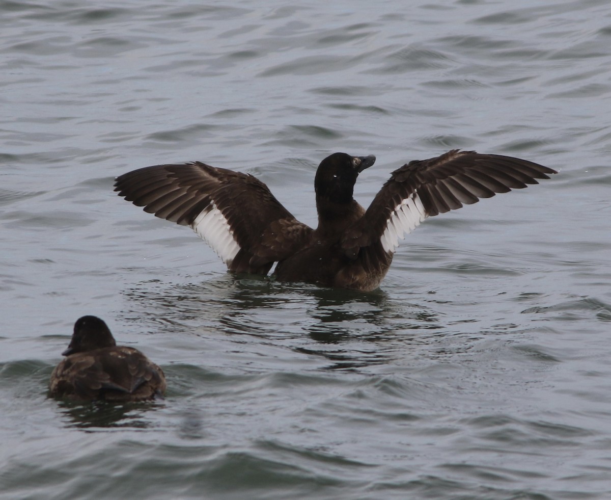 White-winged Scoter - ML614888400